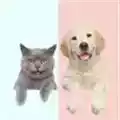 PetTranslator